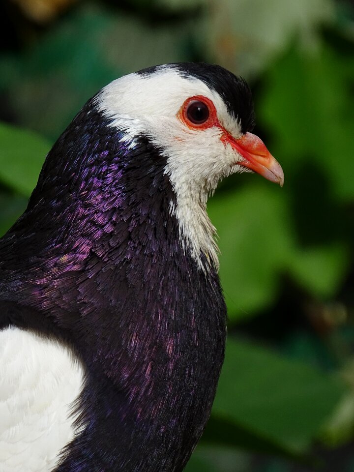 Bird beak the breeding of pigeons