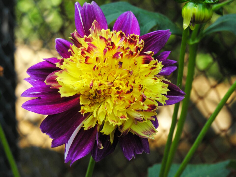 Summer garden petal