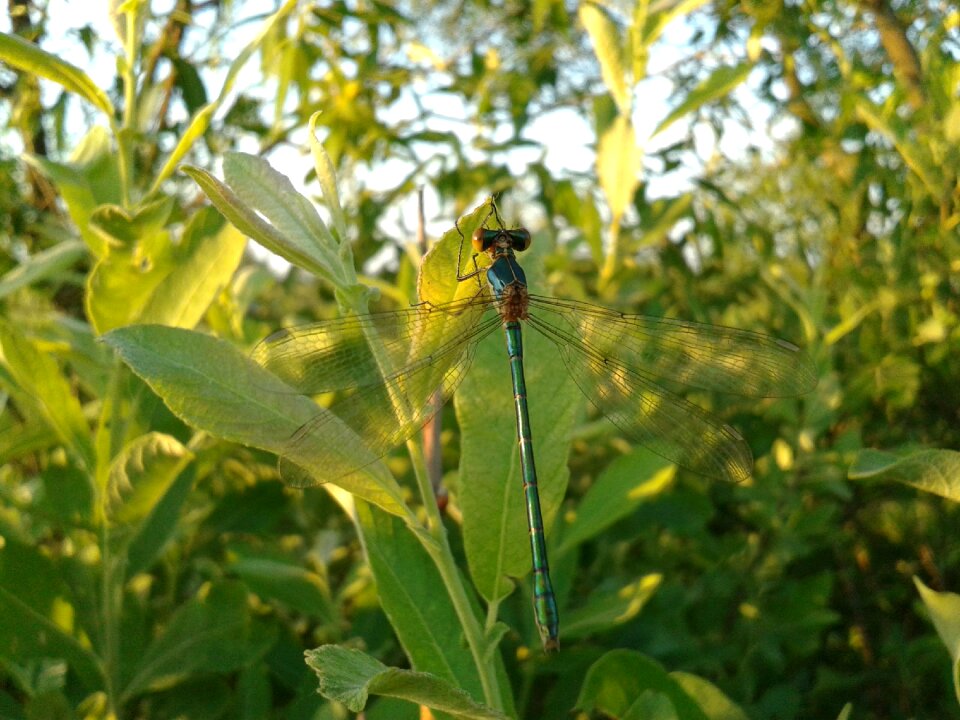 Nature animal summer