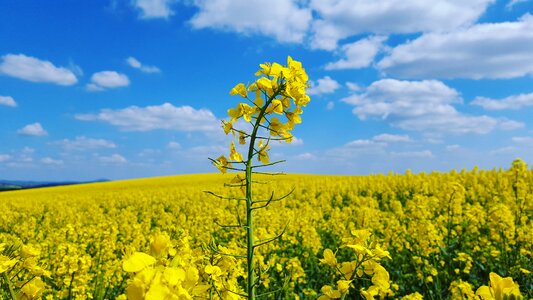 Landscape flower sky