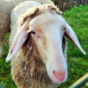 Animal animals wool