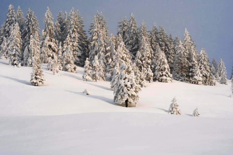 Frost frozen snowy