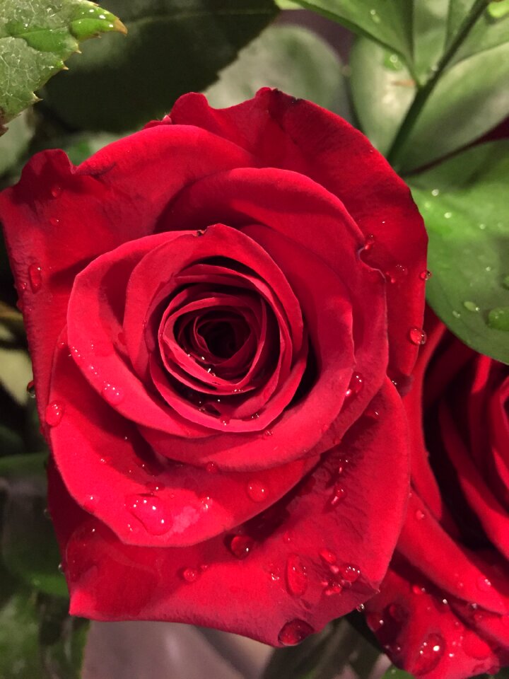 Flora floral romance
