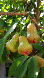 Fruit nature food