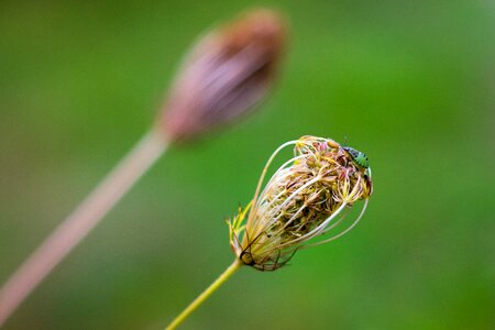 Close up grass beetle
