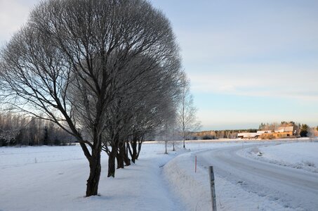 Cold frozen tree