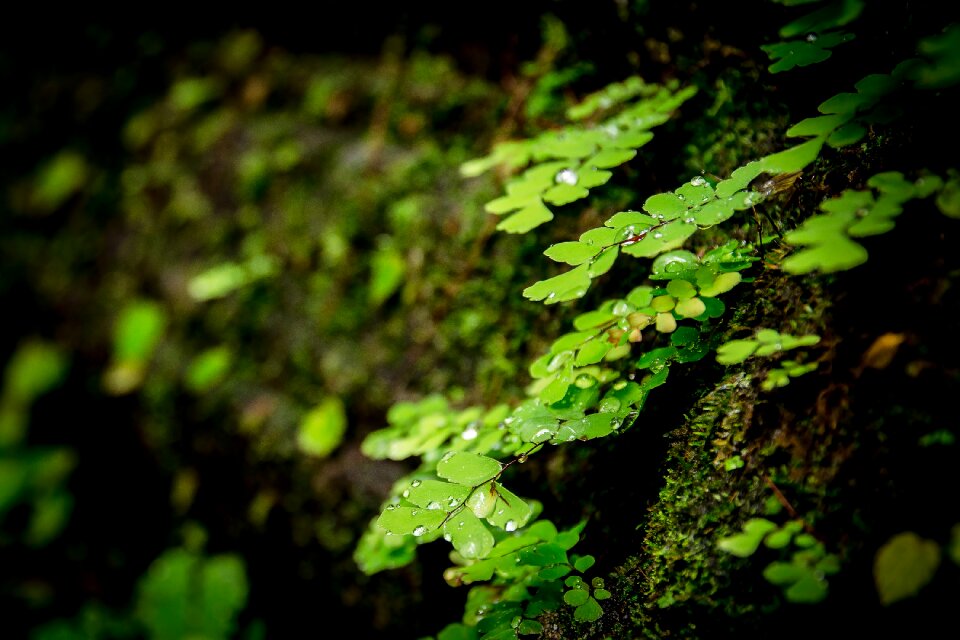 Wood decor nature tree