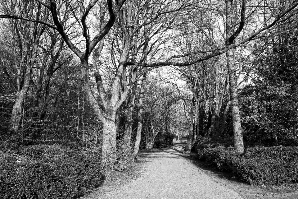 Shrub park landscape