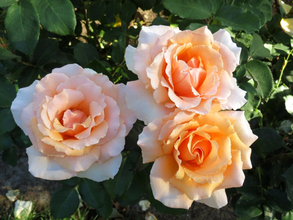 Flowers floral rose garden