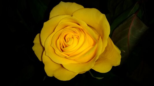 Plant nature yellow