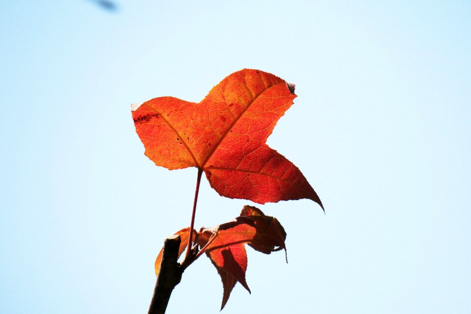 Plant outdoor light