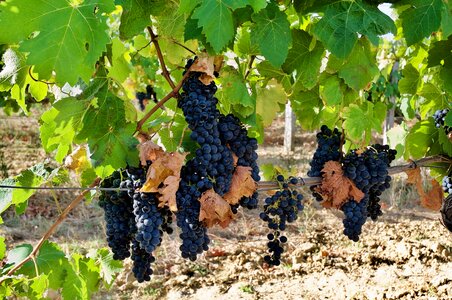 Creeper fruit grape