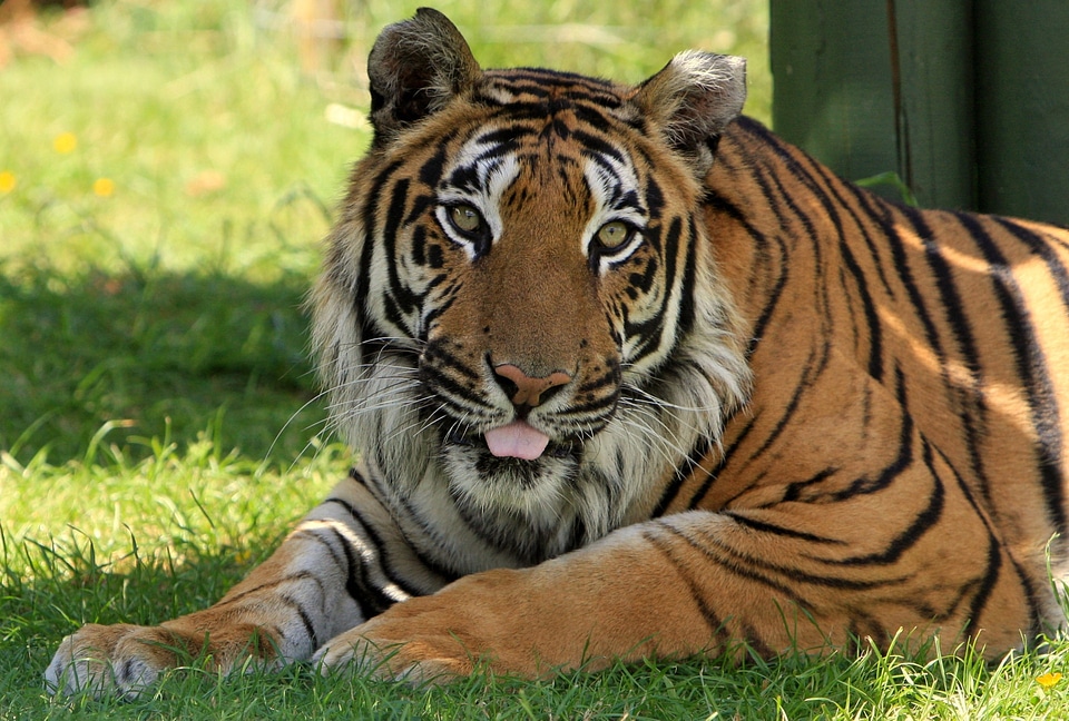 Wildlife beautiful handsome