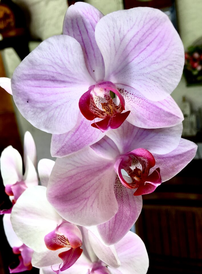 Flower flowers nature