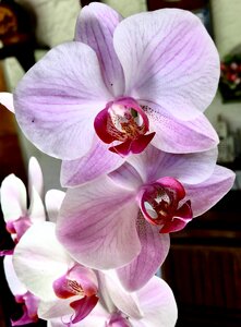 Flower flowers nature