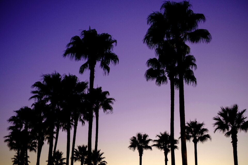 Seashore tropical tree silhouette
