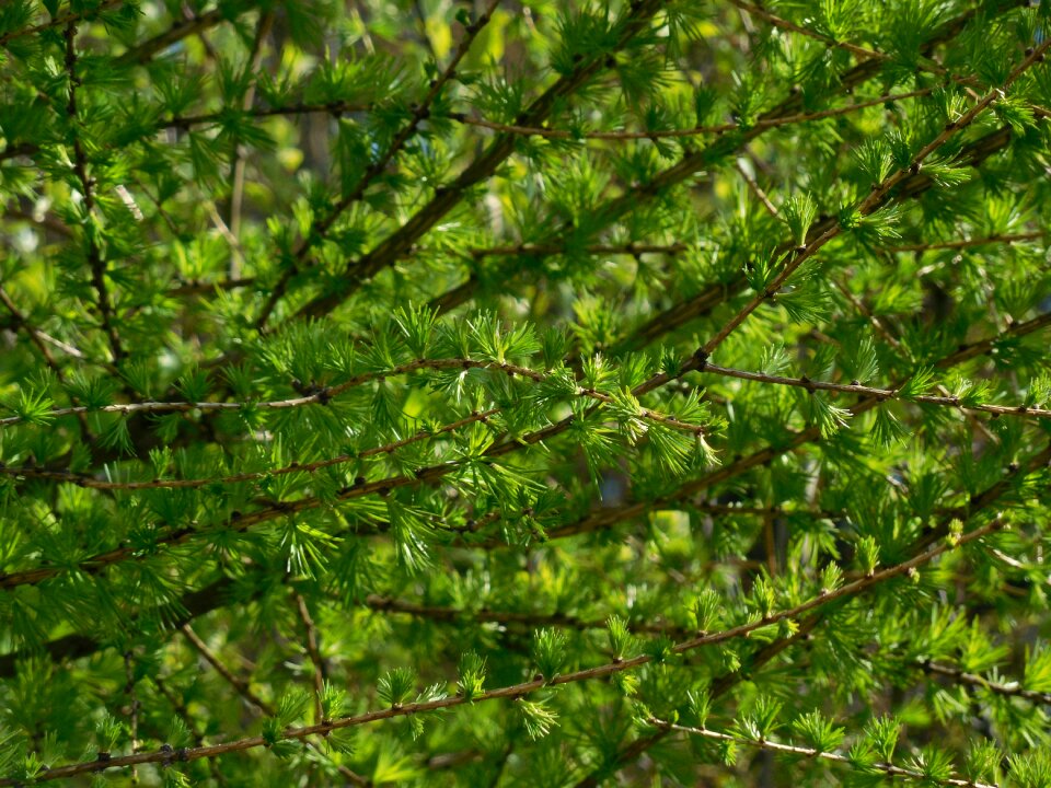 Needles tree nature