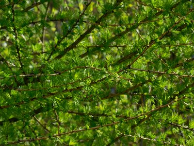 Needles tree nature