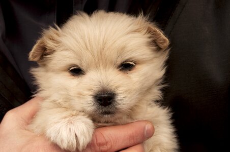 Cute pet puppy
