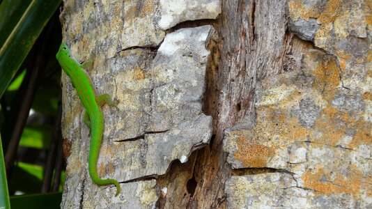 Tree seychelles close up