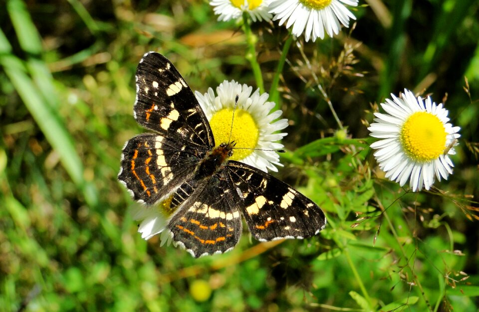 Insect plant butterfly day