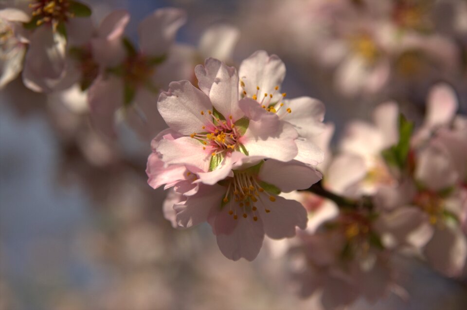 Almond inflorescences almond blossoms