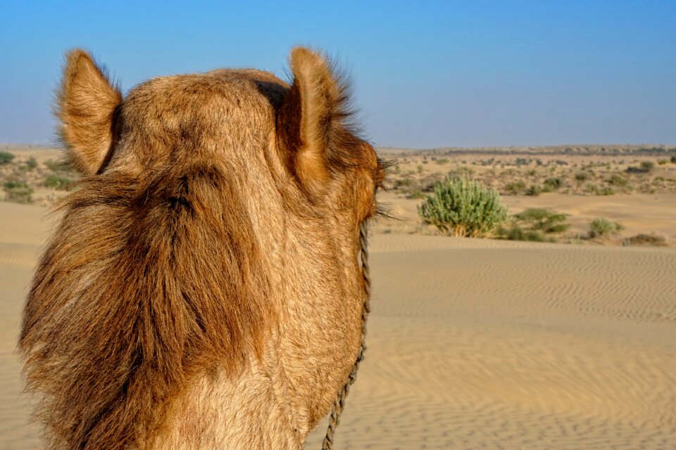 Campaign camel desert ship