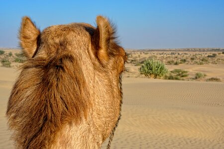 Campaign camel desert ship photo