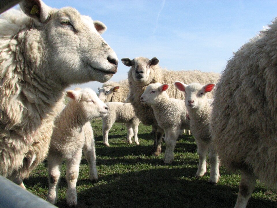 Animals wool sheep
