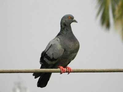 Pigeon animal domestic