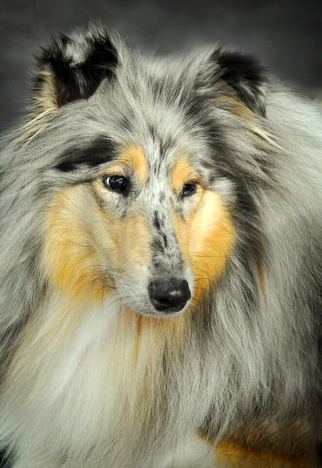Friend close up animal portrait