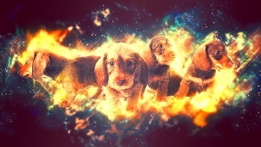 Stars pets