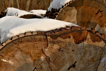 Tree snow structure photo