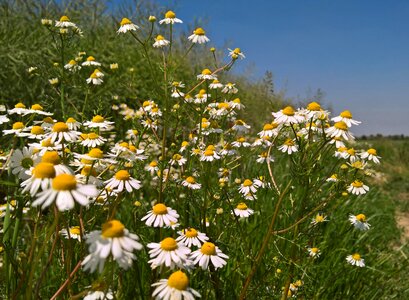 Hayfield flora
