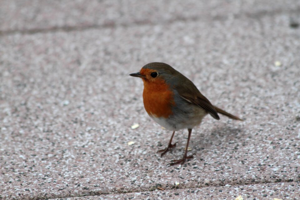 Animal robin rotbrüstchen