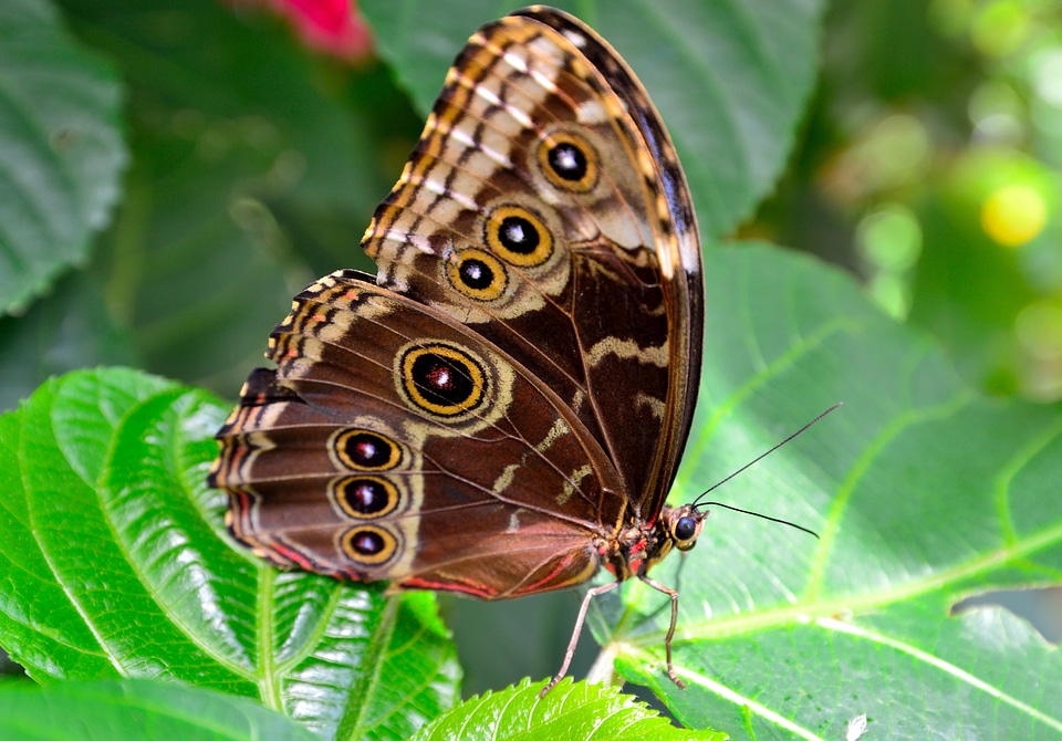 Spotted macro close up