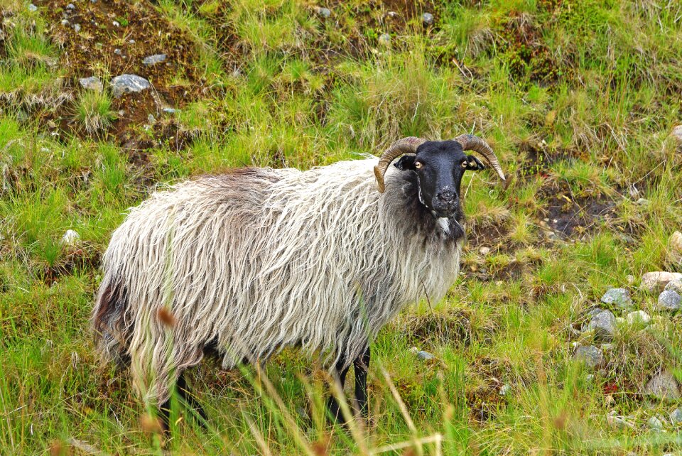 Nature animal sheep