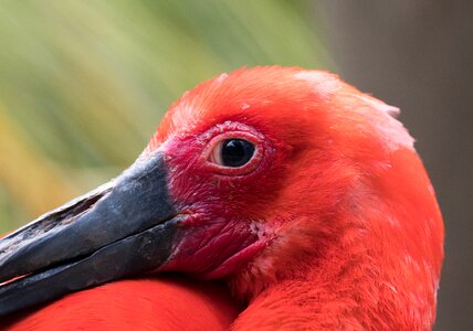 Red animal beak photo