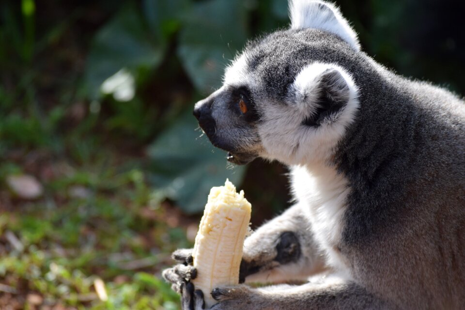 Animal athena Free photos