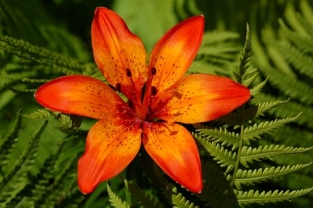 Lily ornamental plants blooming flowers photo
