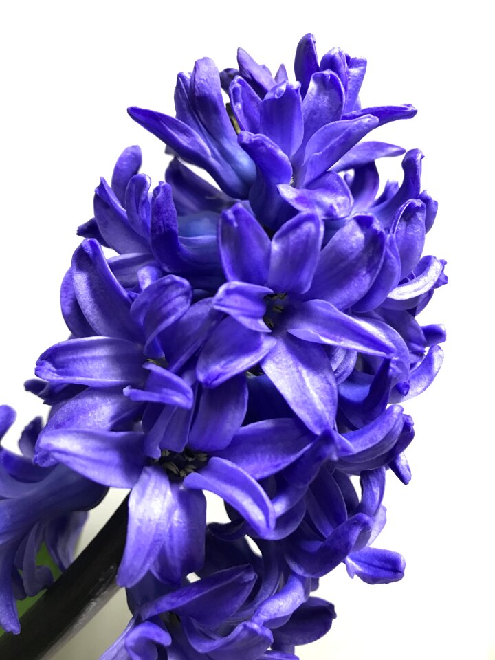 Floral petal purple