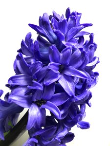 Floral petal purple