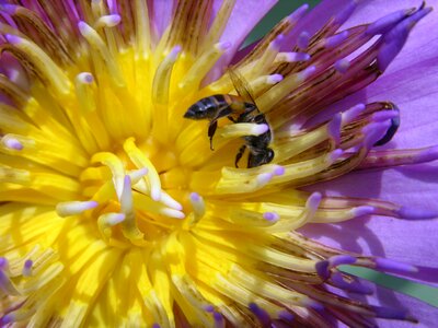 Flora garden bee photo