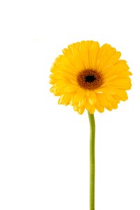 Summer flower disjunct