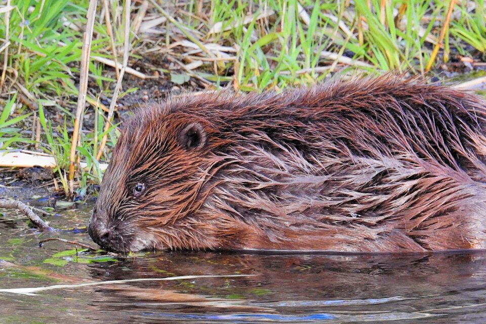 Animal wild mammal