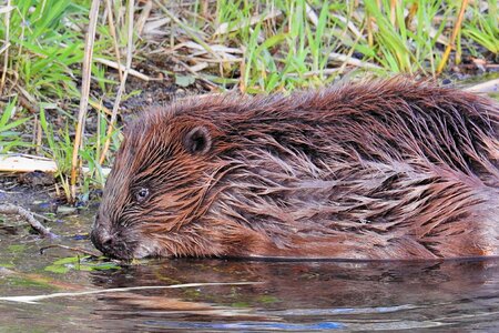 Animal wild mammal