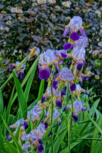 Irises beauty beautiful flowers photo
