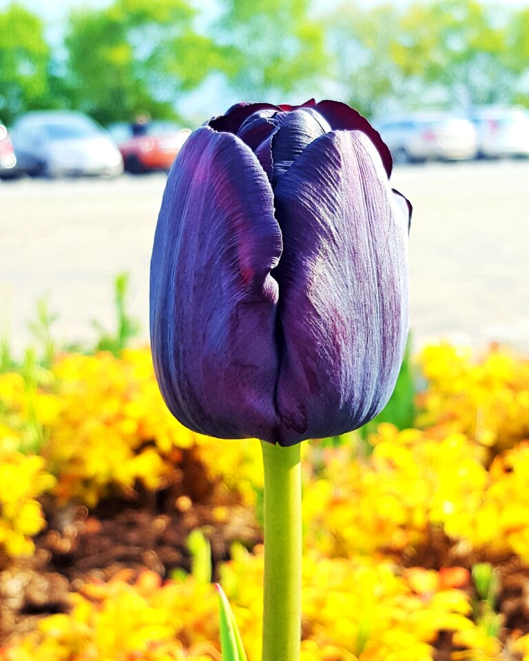 Garden plant spring