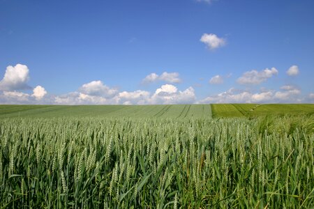 Graze harvest nature