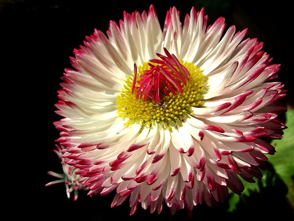 Plant petal summer